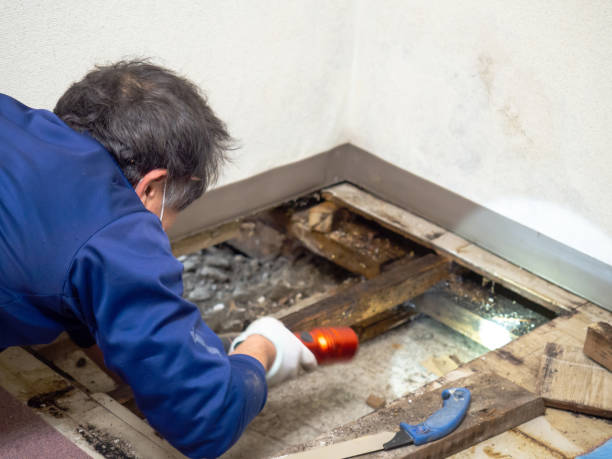 Best Mold Cleaning Services  in Carbondale, PA
