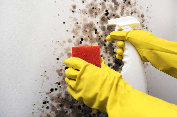 Best Mold Removal Company Near Me  in Carbondale, PA