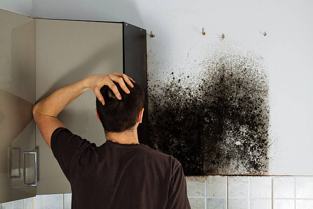Best Mold Removal Near Me  in Carbondale, PA