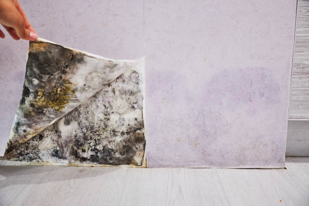 Best Office Mold Removal Services  in Carbondale, PA